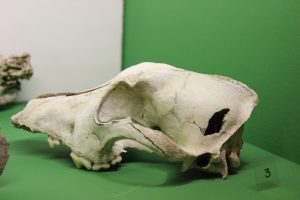 Archéozoologie